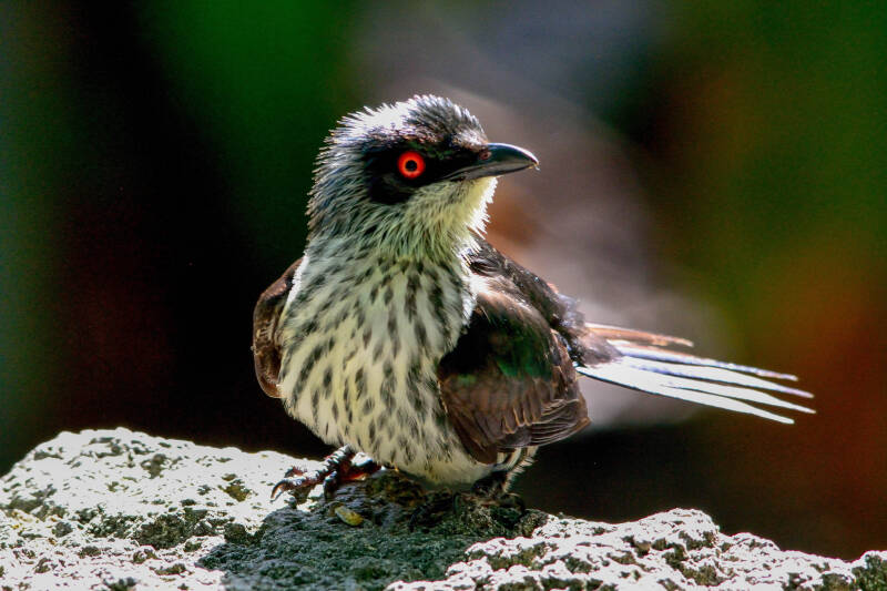 Asian Glossy Starling (2)