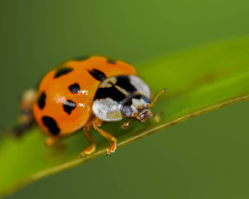 Asian Lady Beetle (2)