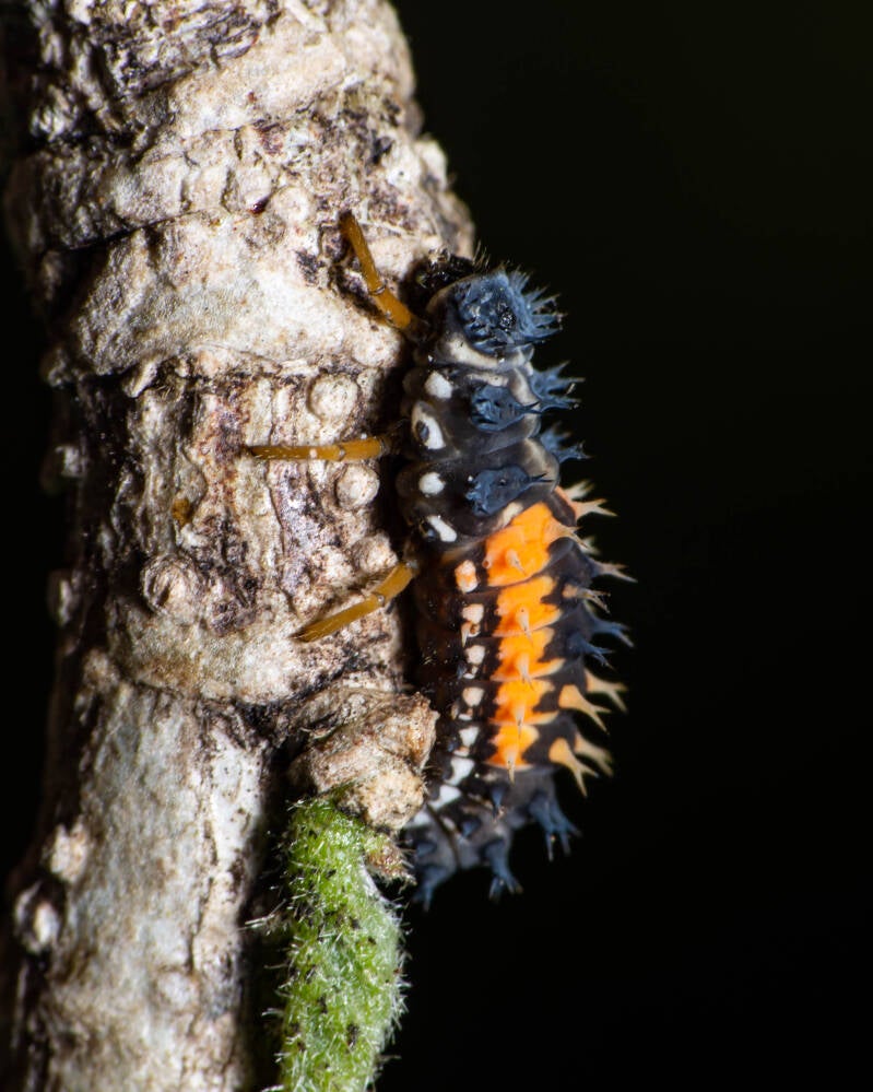 Asian Lady Beetle (1)