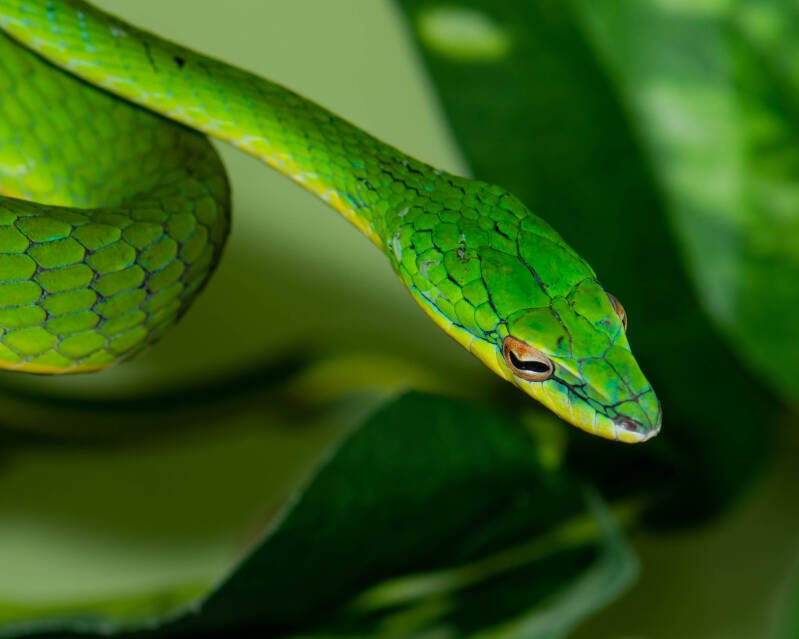 Asian Vine Snake (1)