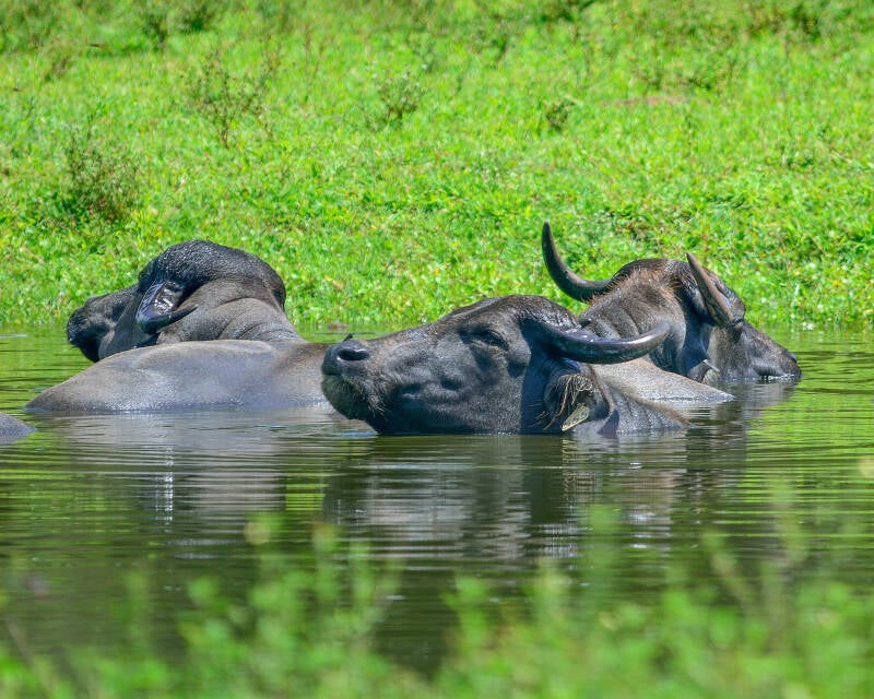 Asiatic Water Buffalo (1)