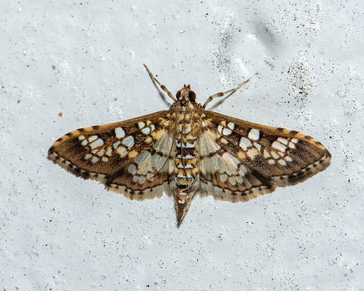 Assembly Moth (1)