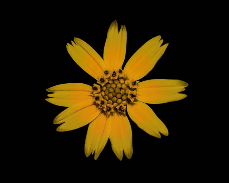 Trailing Daisy (1)
