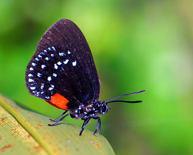 Atala (2)