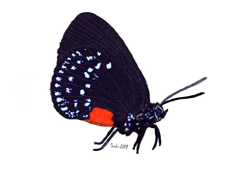 Atala