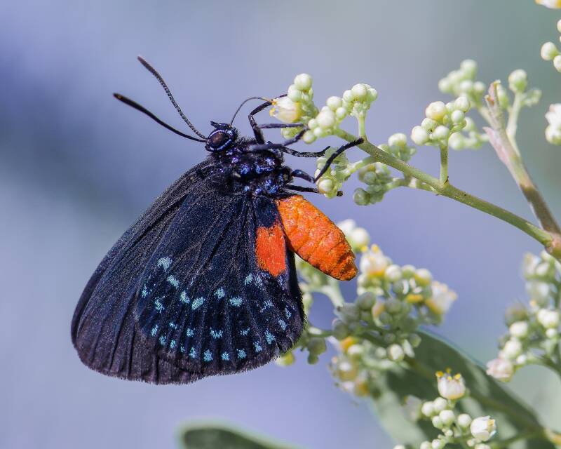 Atala (1)