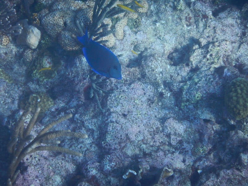 Atlantic Blue Tang (1)