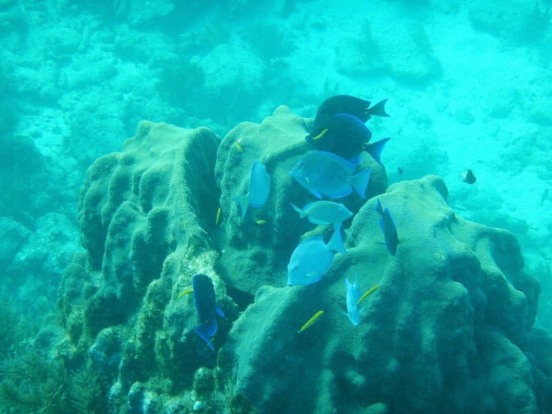 Atlantic Blue Tang (2)