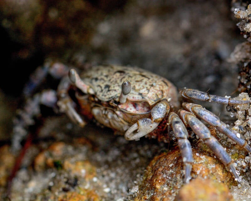 Atlantic Sand Fiddler Crab (2)