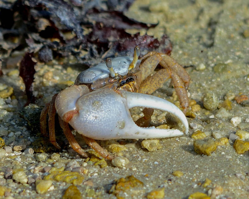 Atlantic Sand Fiddler Crab (1)