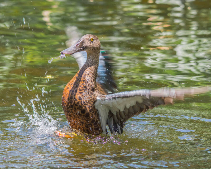 Australasian Shoveler (1)