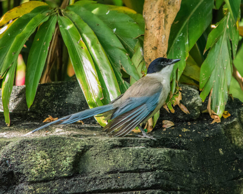 Azure-Winged Magpie (1)