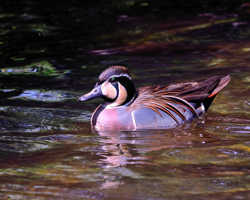 Baikal Teal (1)