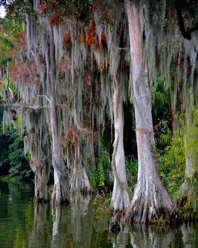 Bald Cypress (1)