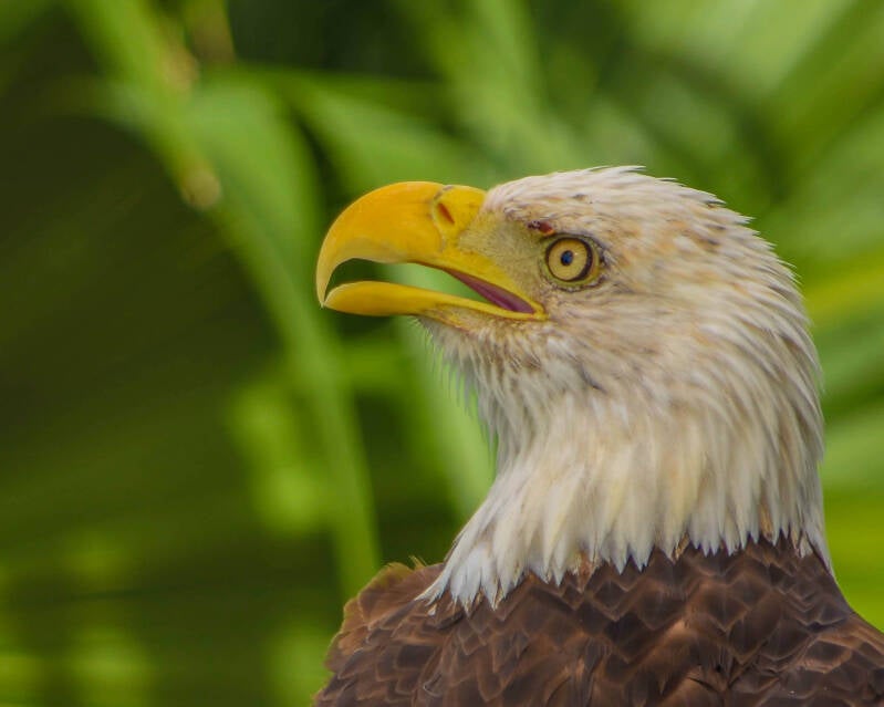 Bald Eagle (1)