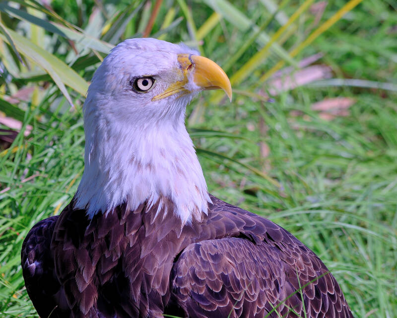 Bald Eagle (2)