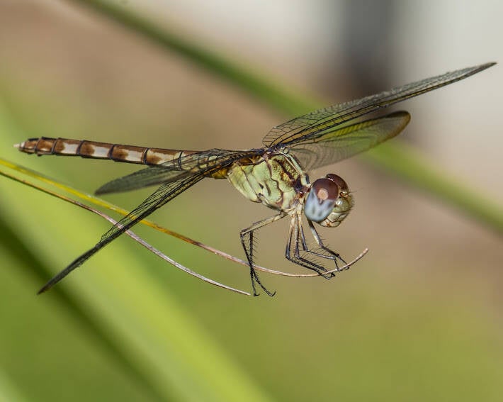 Band-Winged Dragonlet (5)