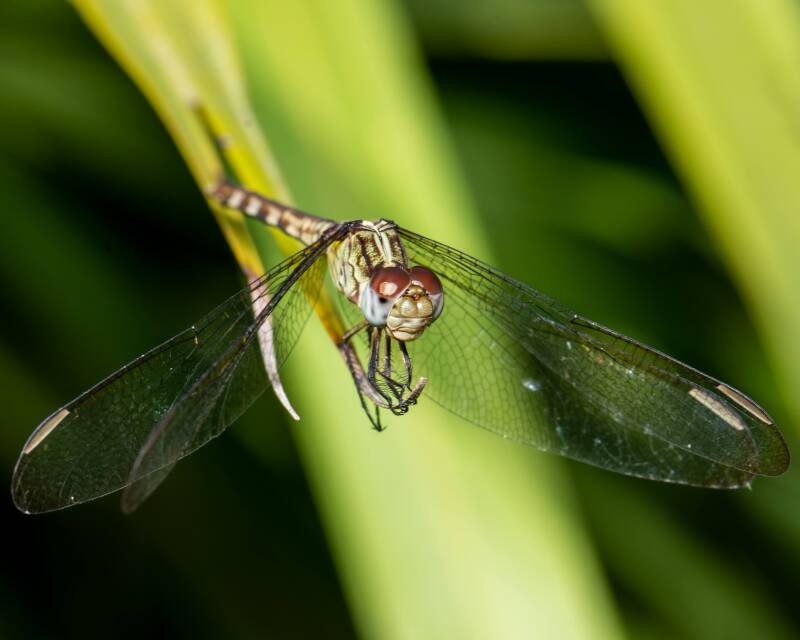 Band-Winged Dragonlet (2)