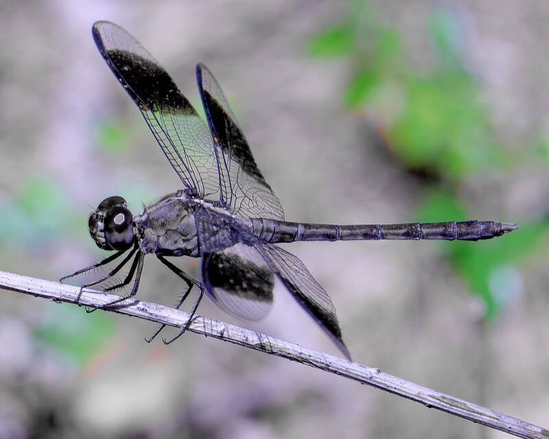 Band-Winged Dragonlet (3)