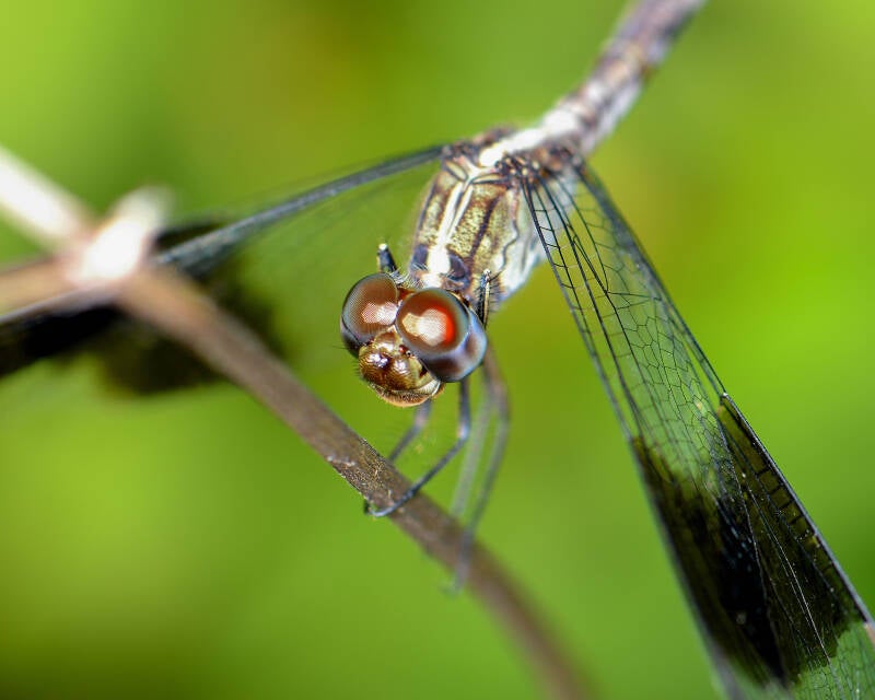 Band-Winged Dragonlet (4)