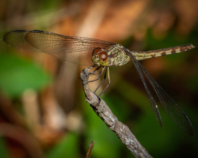 Band-Winged Dragonlet (8)