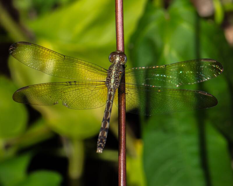Band-Winged Dragonlet (1)