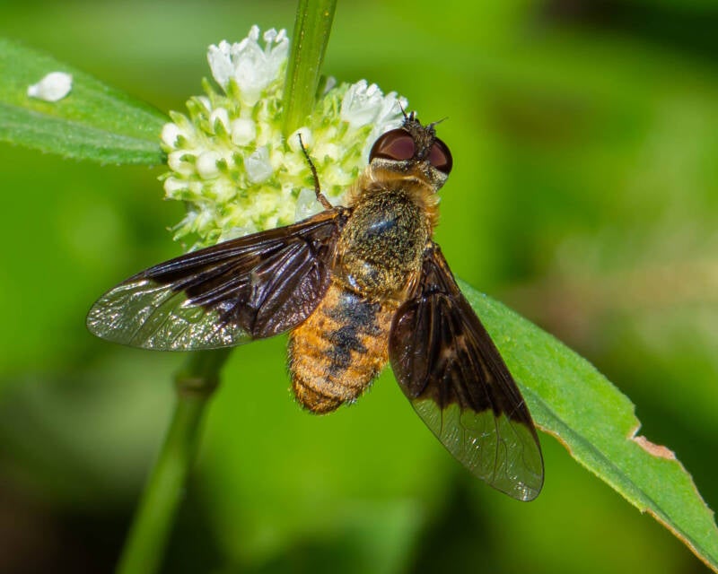 Banded Bee Fly (3)