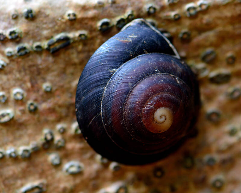Banded Caracol (1)