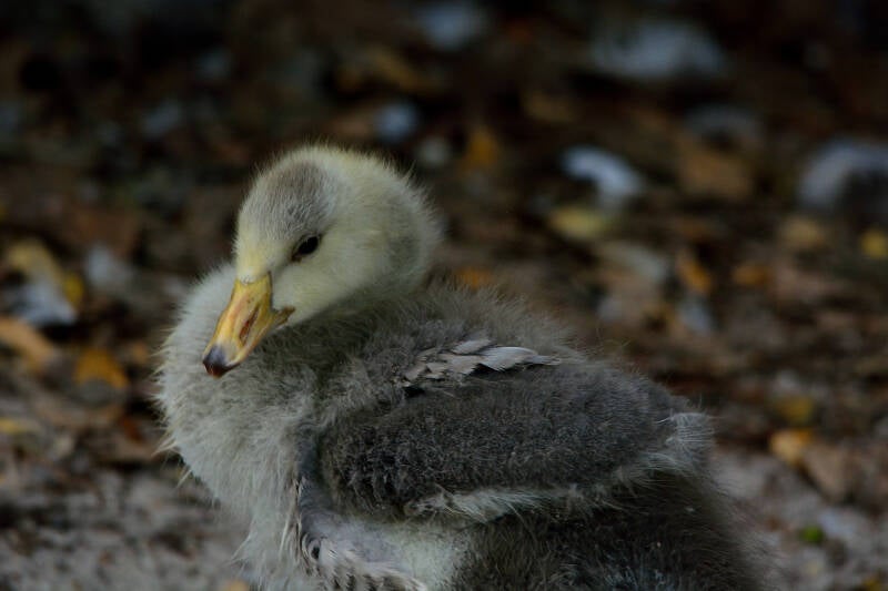 Bar-Headed Goose (2)