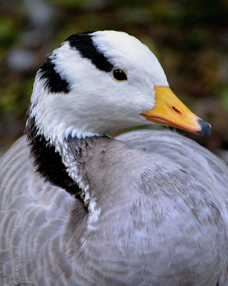 Bar-Headed Goose (1)