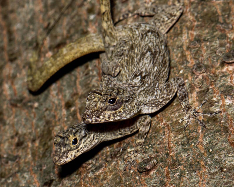Bark Anole (5)