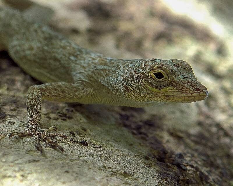 Bark Anole (1)