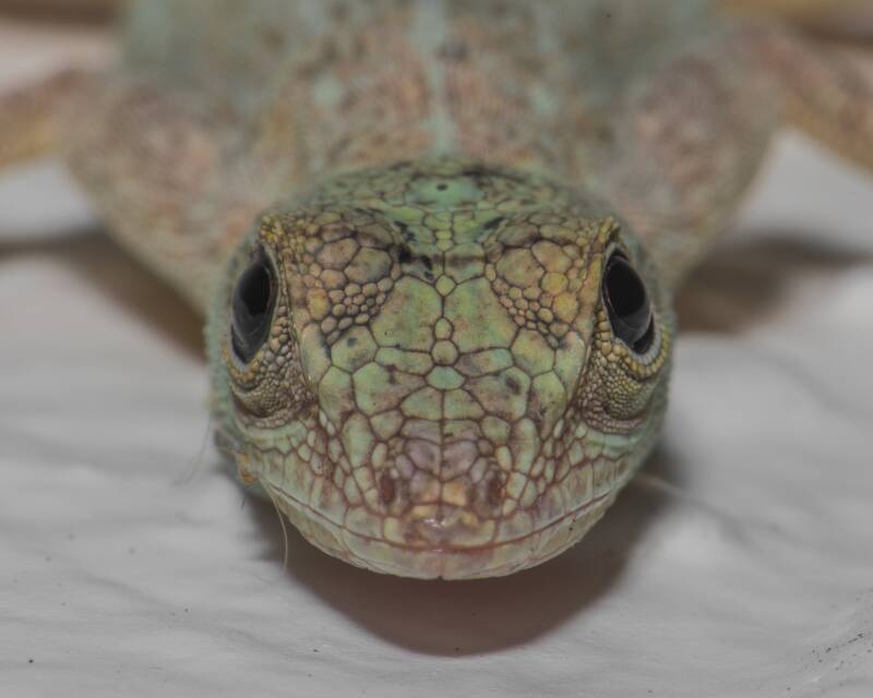 Bark Anole (2)