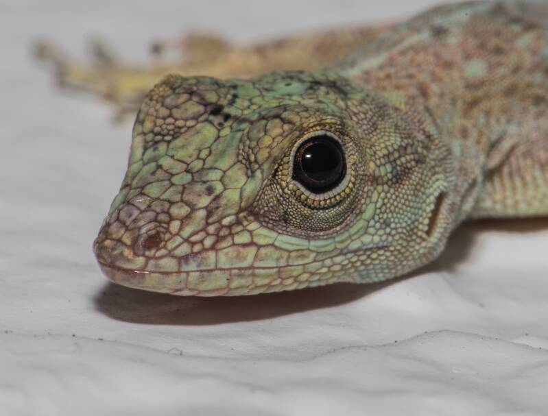 Bark Anole (3)