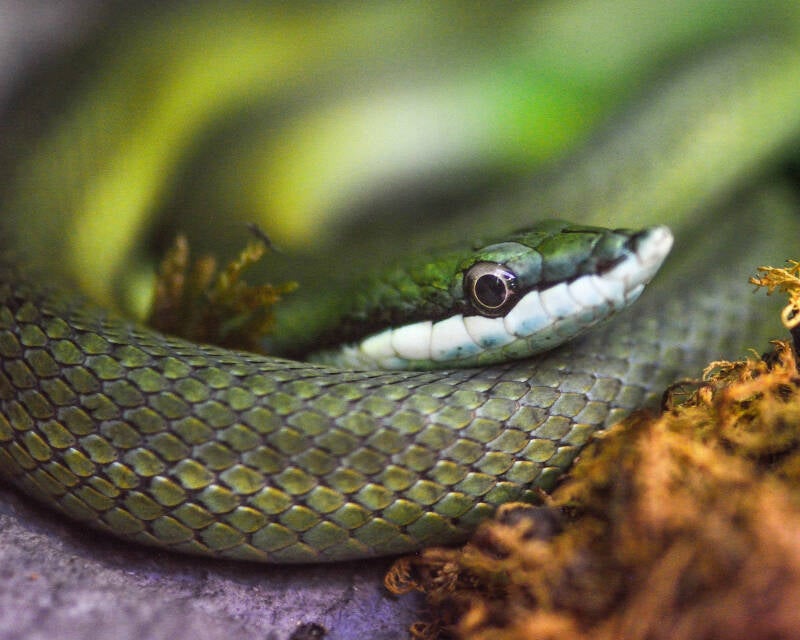 Baron's Green Racer (1)