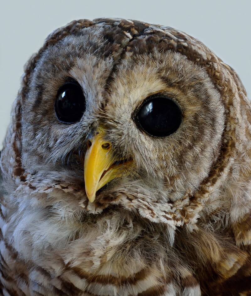 Barred Owl (1)