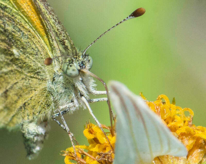 Dainty Sulphur (2)