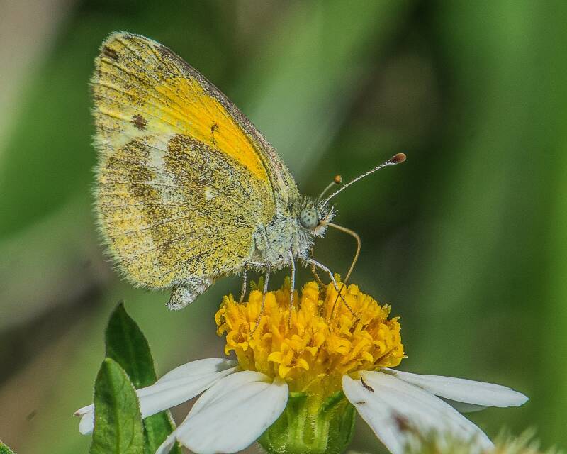 Dainty Sulphur (1)