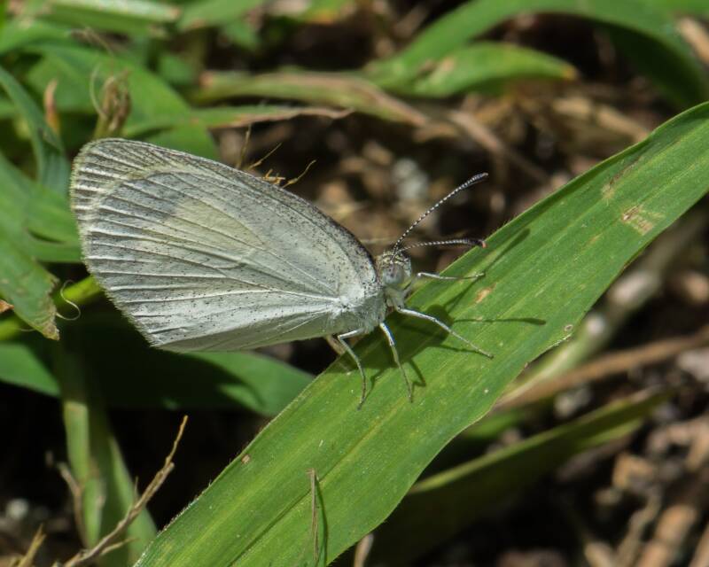 Barred-Yellow Butterfly (1)