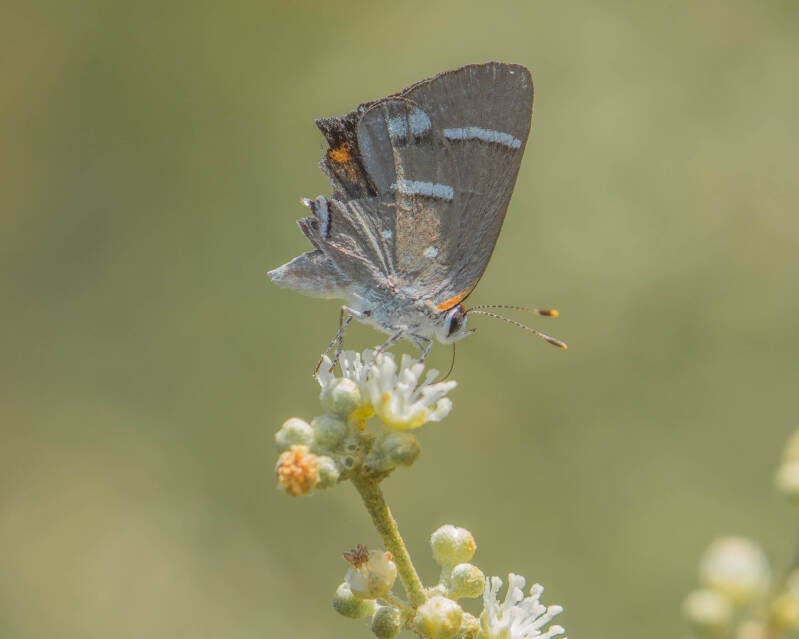 Bartram's Hairstreak (1)