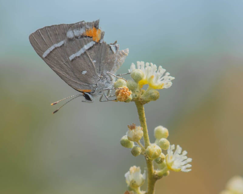 Bartram's Hairstreak (2)