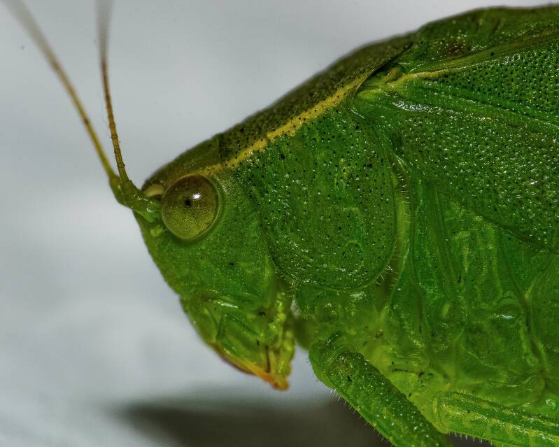 Bartram's Round-Winged Katydid (1)