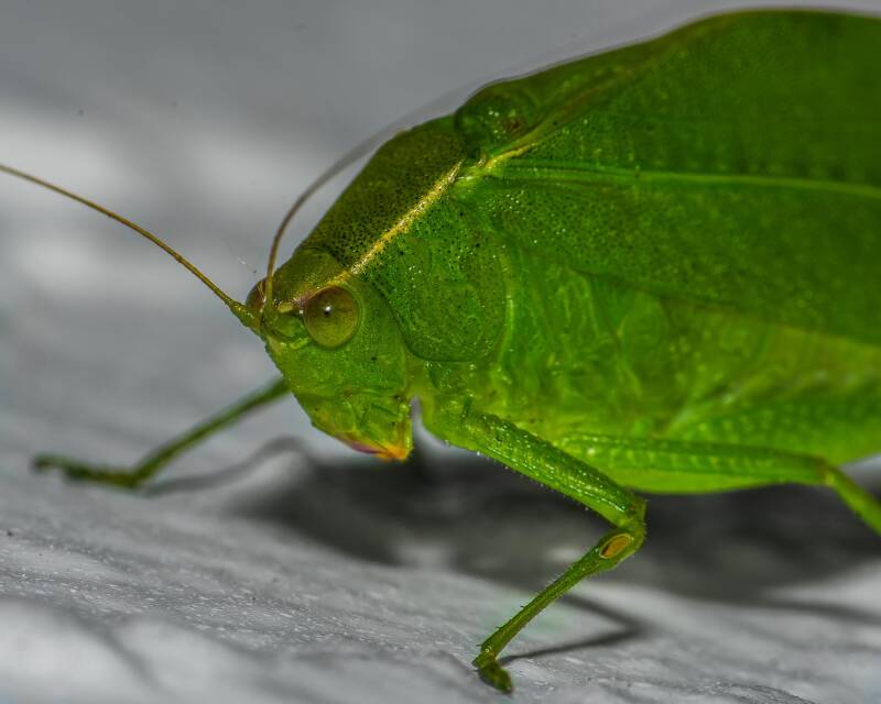 Bartram's Round-Winged Katydid (2)