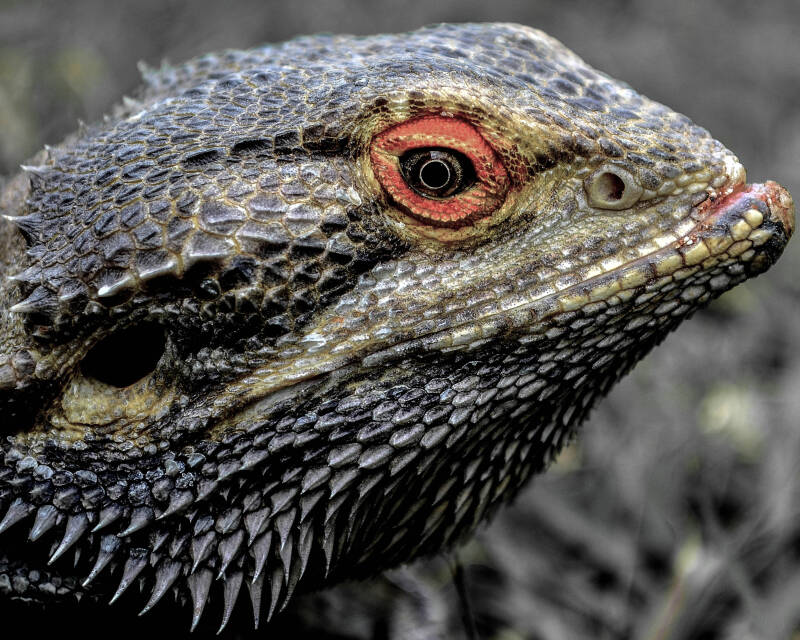 Bearded Dragon (1)