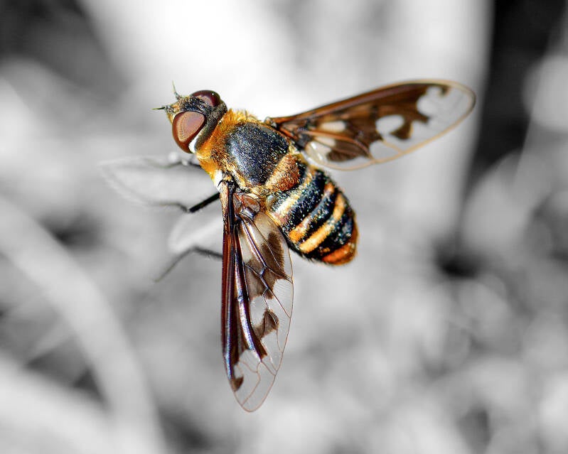 Band-Winged Bee Fly (1)