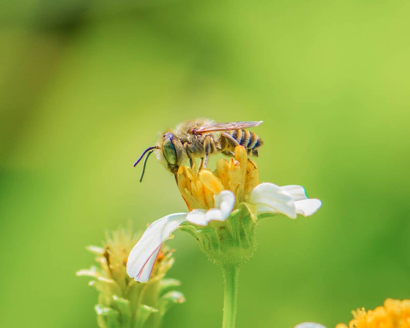 Eutricharaea Bee (1)