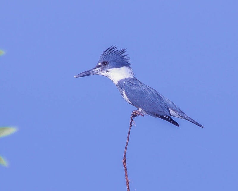 Belted Kingfisher (1)