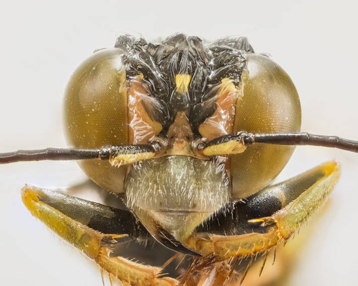 American Sand Wasp (2)