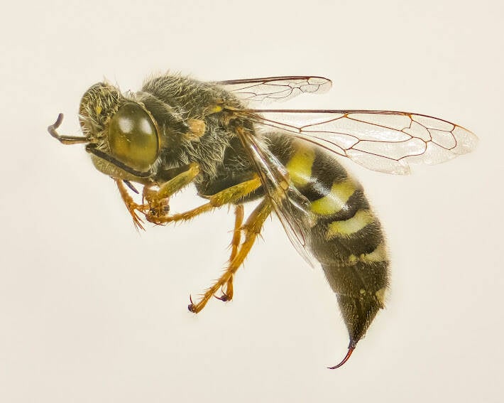 American Sand Wasp (1)