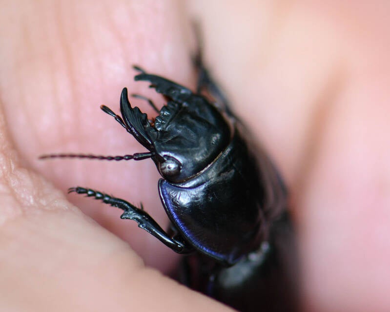 Moderately Smooth Warrior Beetle (1)